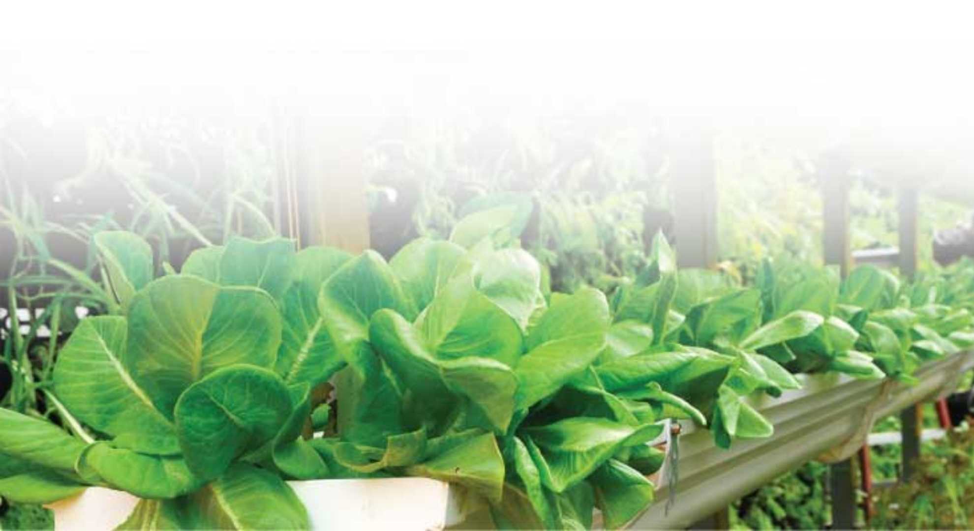 Smart Farming: Increase Crop Quality, Reduce Manual Handling and Inconsistency with Smart Fertigation System