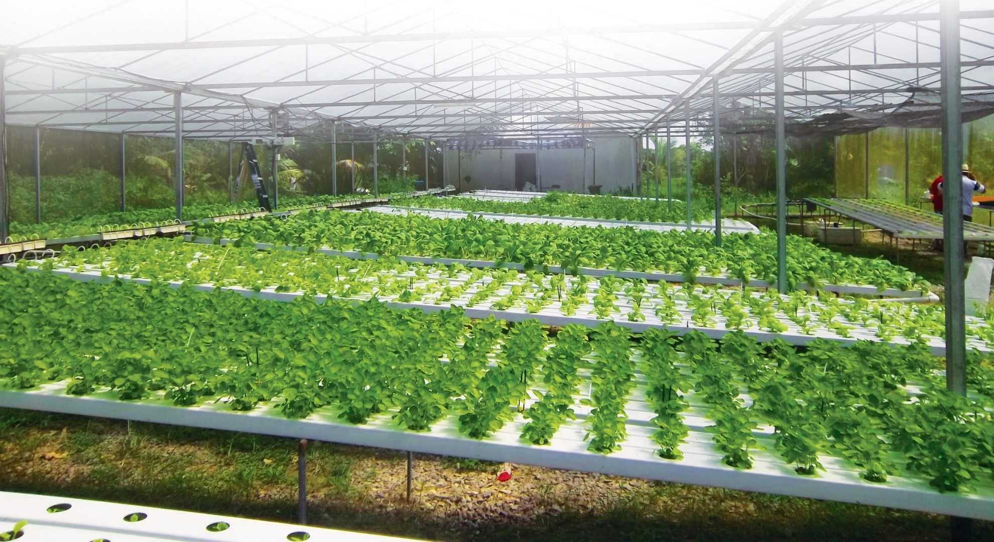 Smart Farming: Increasing Farm Efficiency and Enhancing Crop Quality through Smart Pesticide Misting and Smart Greenhouse Solutions